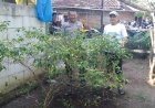 Bhabinkamtibmas Desa Sumbersari Dorong Pemanfaatan Pekarangan Cabai untuk Mendukung Ketahanan Pangan